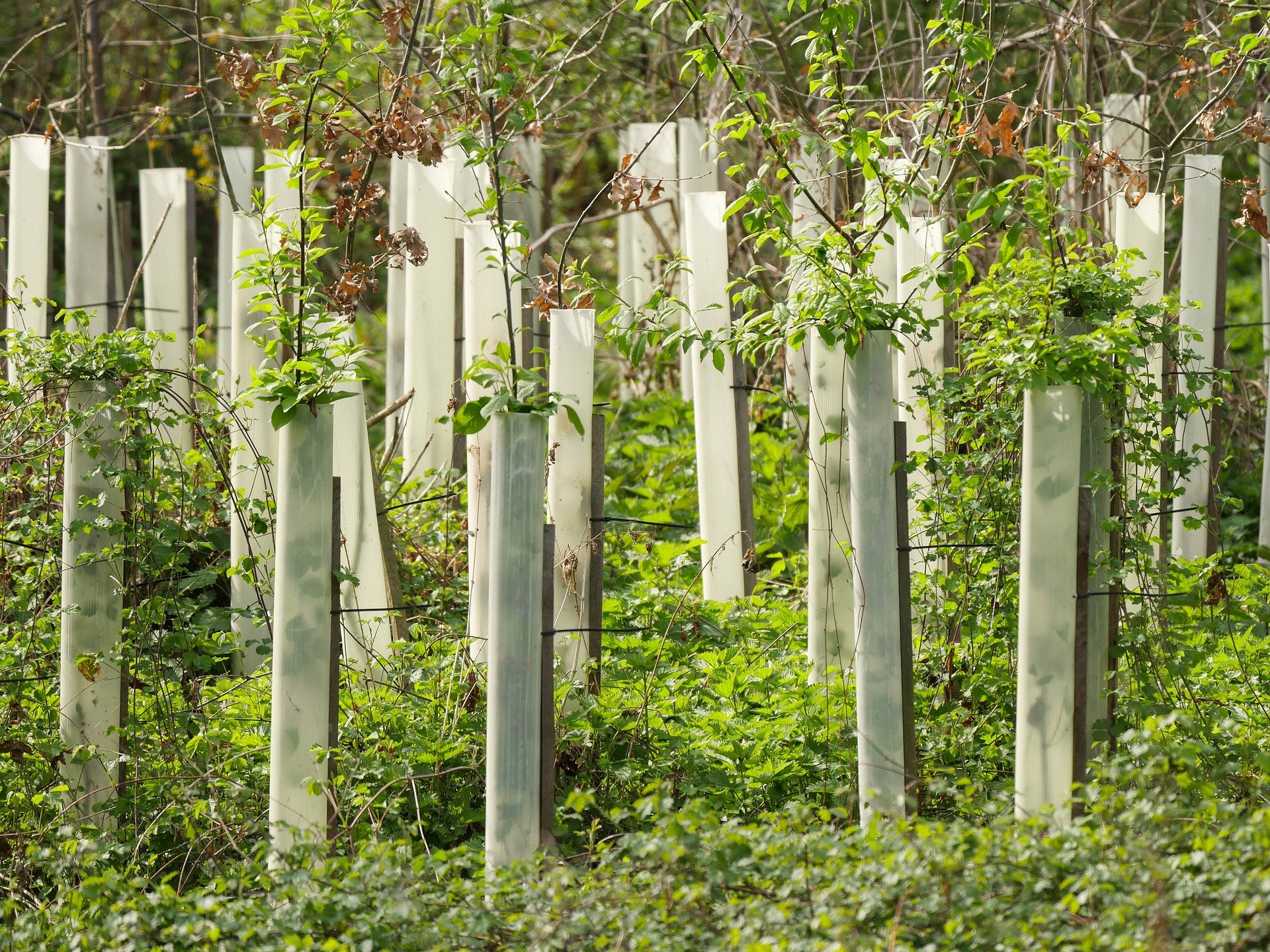 TUBEX Wuchshüllen Reihen von Wuchshüllen aus Recyclingkunststoff, die junge Bäume in einem bewaldeten Gebiet schützen. Grüne Pflanzen wachsen um die Hüllen.