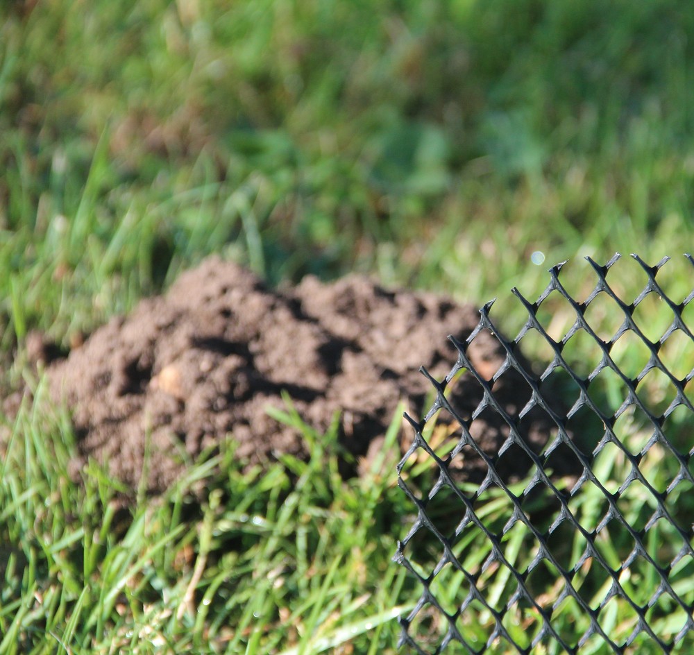 Ein Maulwurfshügel ist im Gras, daneben ein schwarzes Drahtgitter.