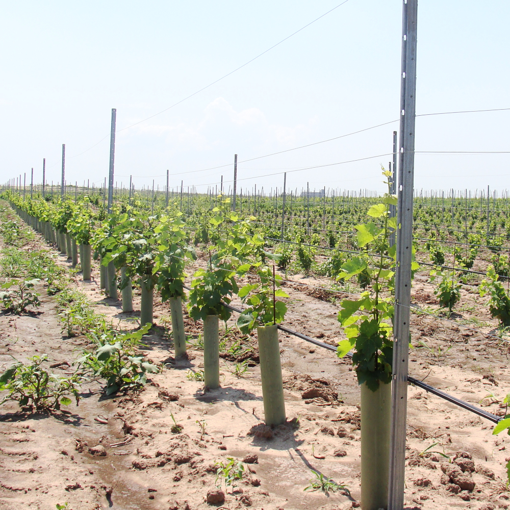 TUBEX Ecovine, kostengünstige Wuchshülle und Verbissschutz für den Weinbau, 60cm, Ø 71-86mm, grün