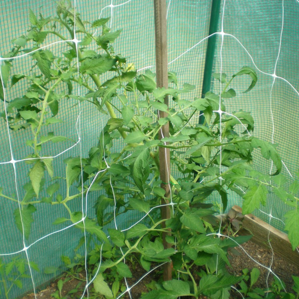 Ranknetz stützt kletternde Gemüsepflanze