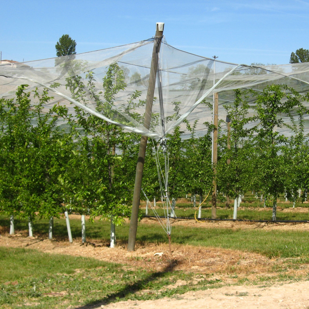 TUBEX Fruitwrap schützt Obstbäume unter Gewächshausabdeckung