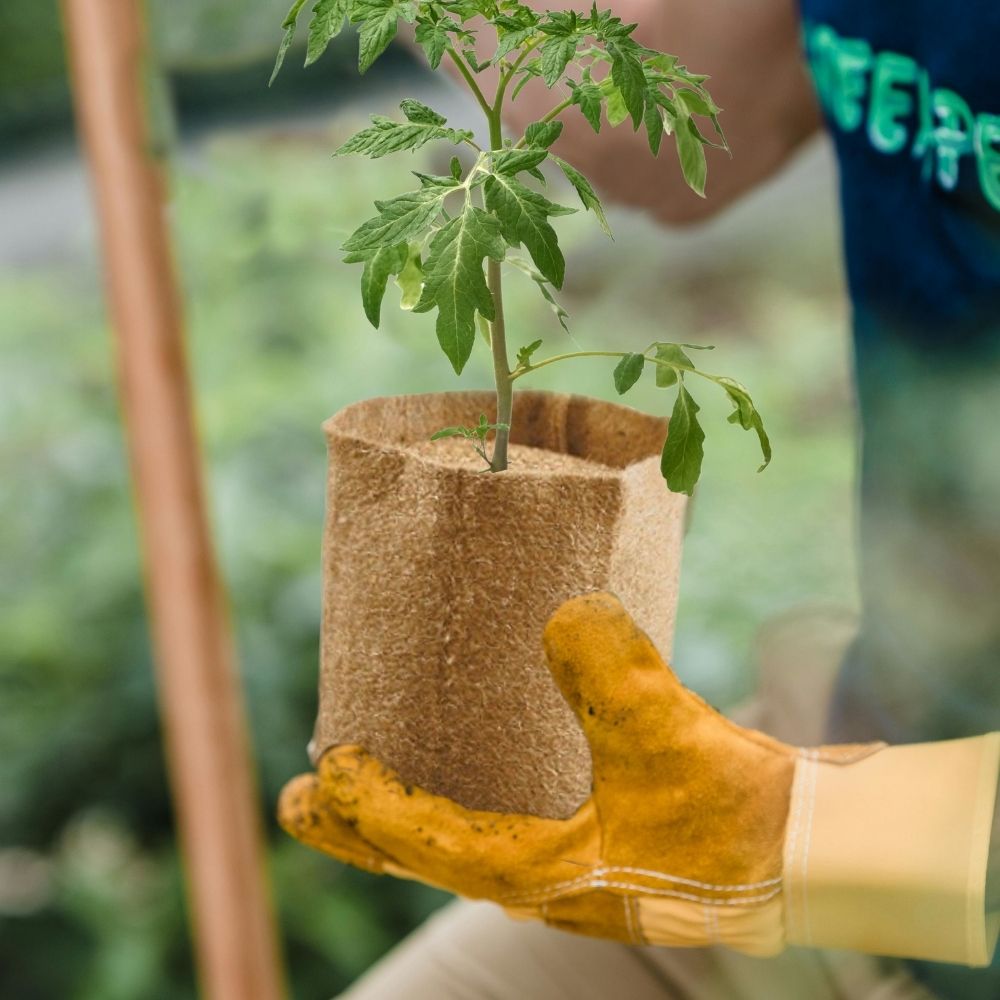 Jute Kulturtopf, Anzuchttopf in verschiedenen Größen kompostierbarer Jute Übertopf mit Pflänzchen