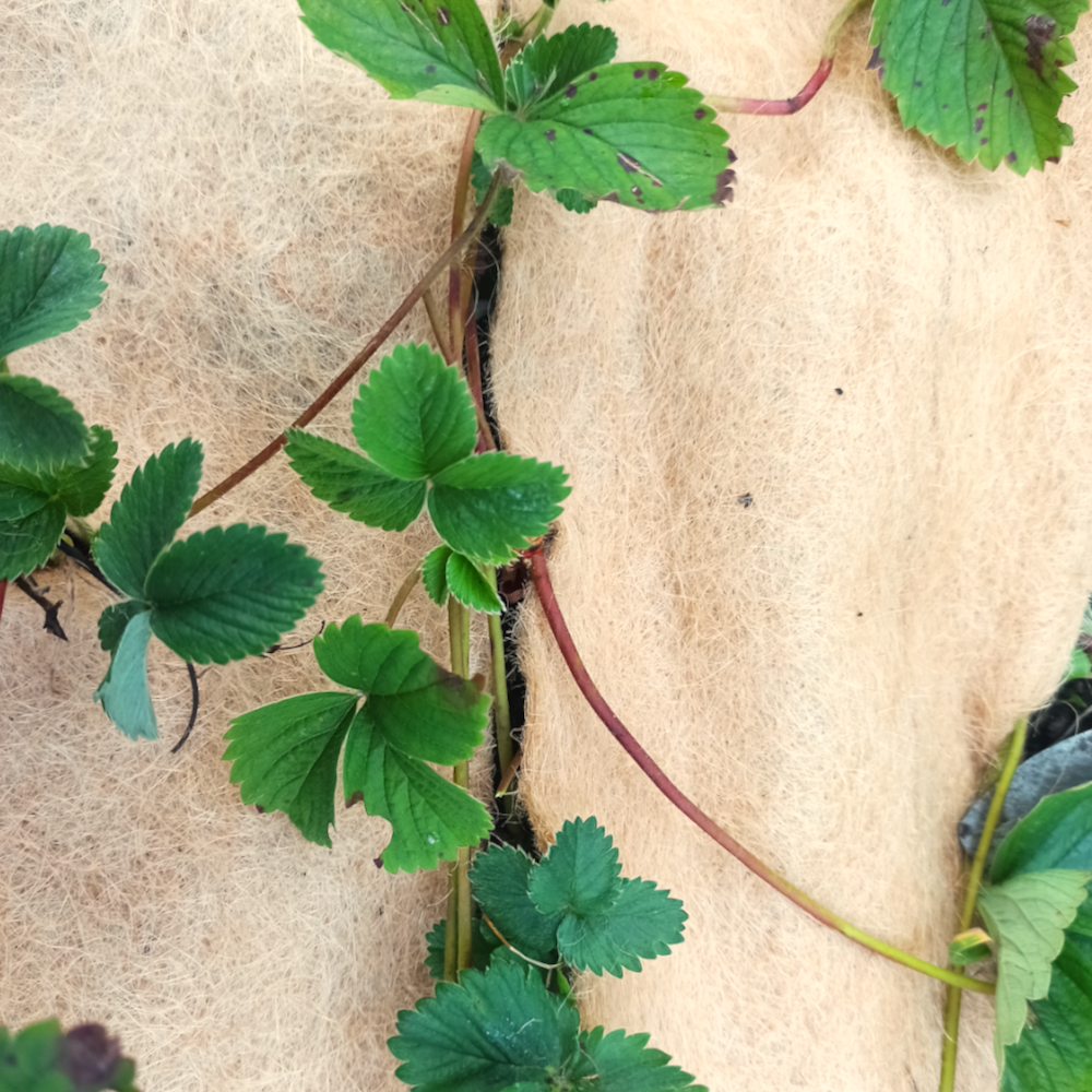 Erdbeervlies aus Jute um Erdbeerpflanze gelegt