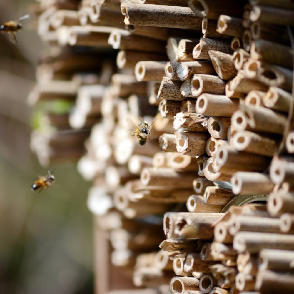 Bambusstäbe mit Bienen