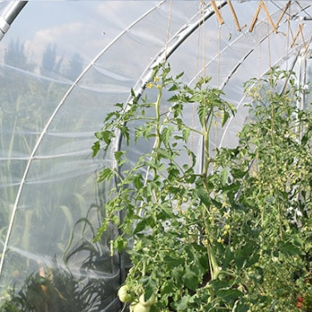 innerhalb eines Folientunnels angepflanzte Tomatenpflanzen