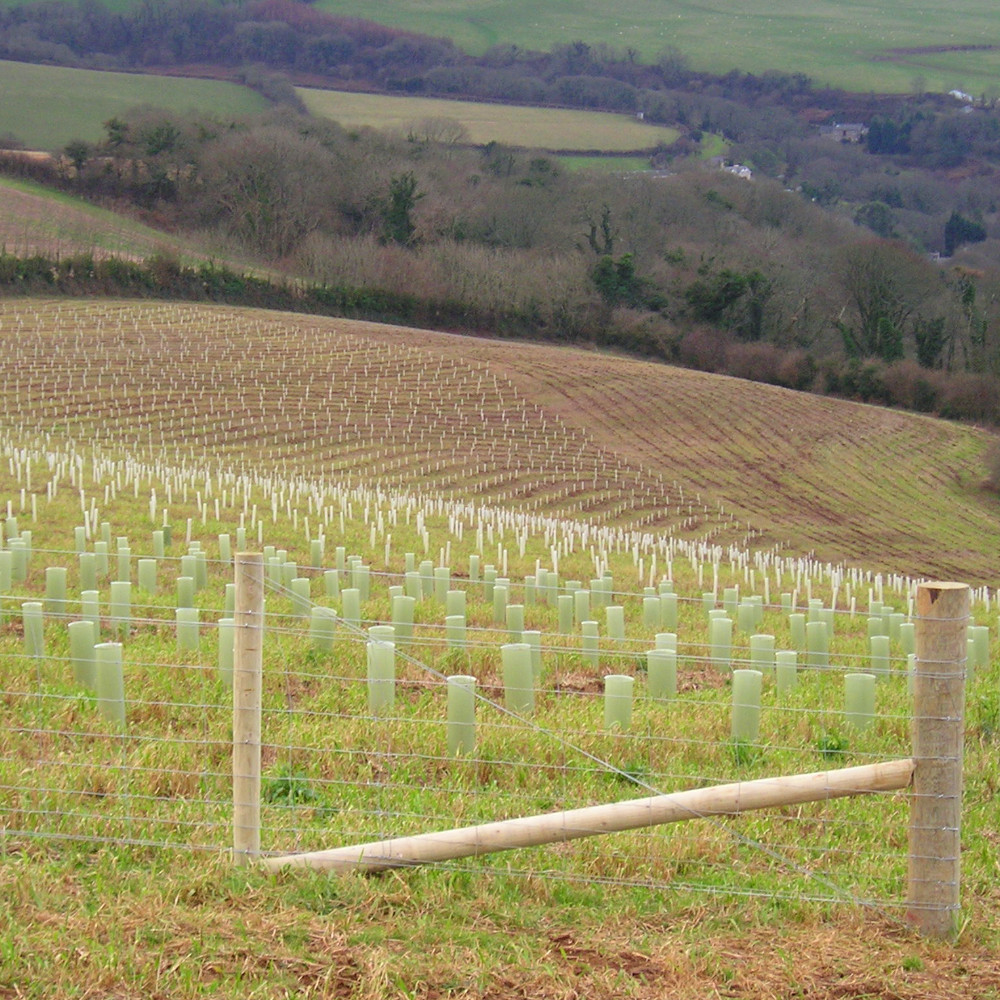 TUBEX Shrubshelter Plus Wuchshülle als Verbissschutz für Sträucher auf weitläufigem Feld