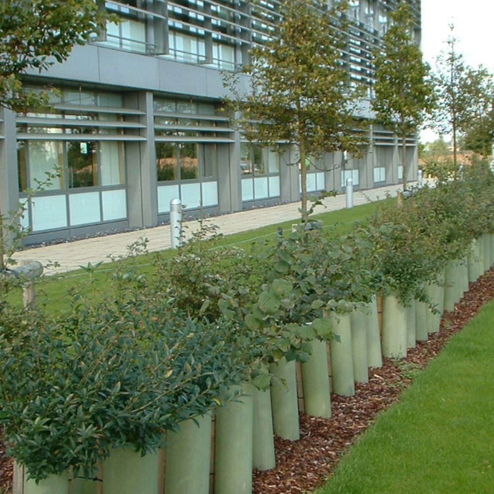 TUBEX Shrubshelter Plus Wuchshülle schützt Sträucher vor Gebäude