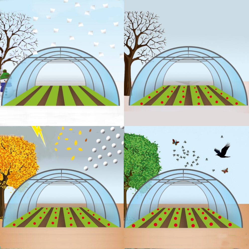 Zeichnung zu den Folientunnelwachstumsphasen