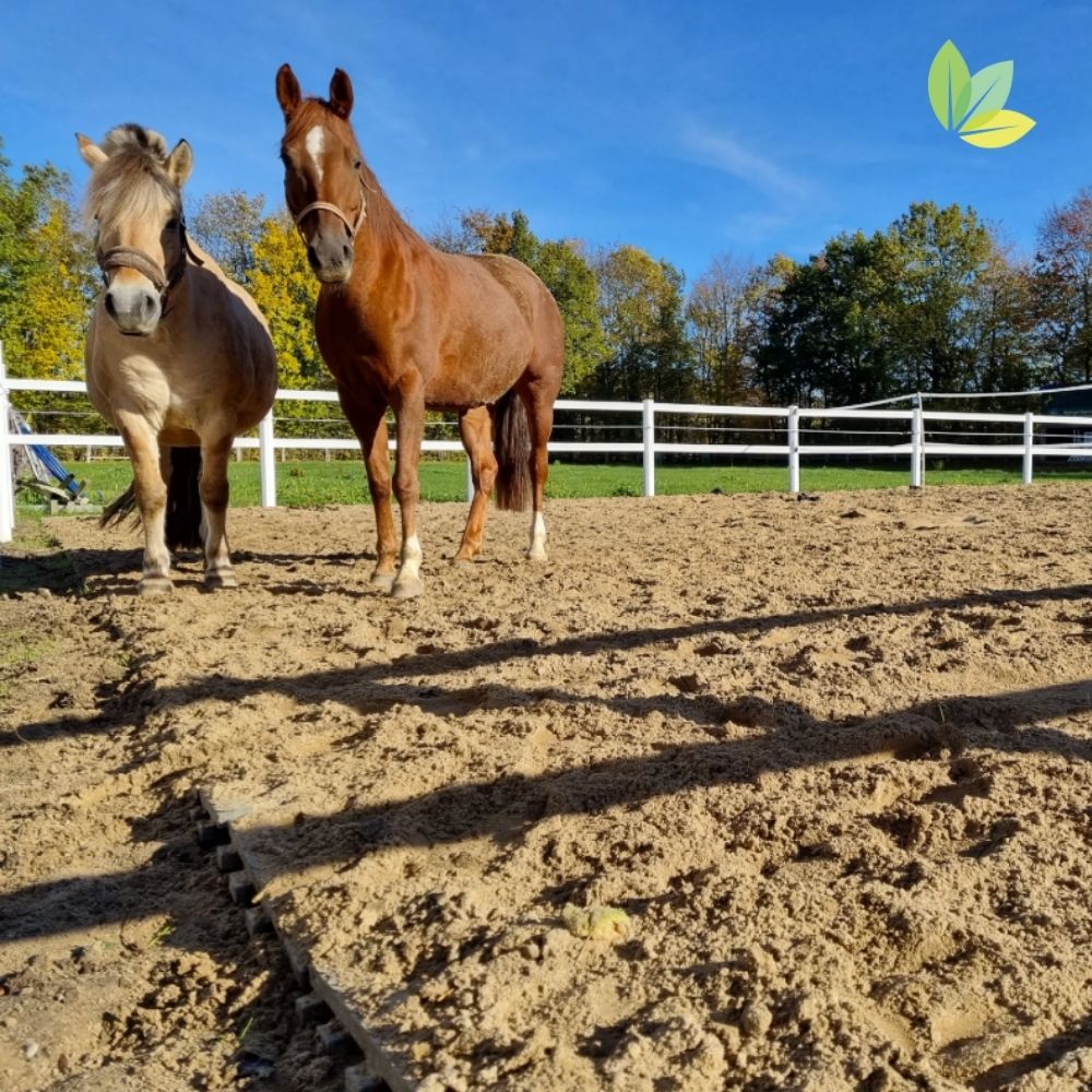Klassisch als Pferdepaddock