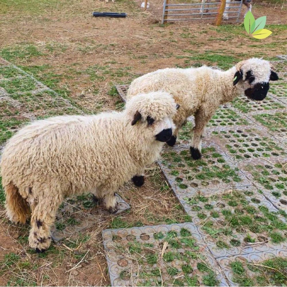 Paddockboden auch für kleine Tiere wie Schafe geeignet