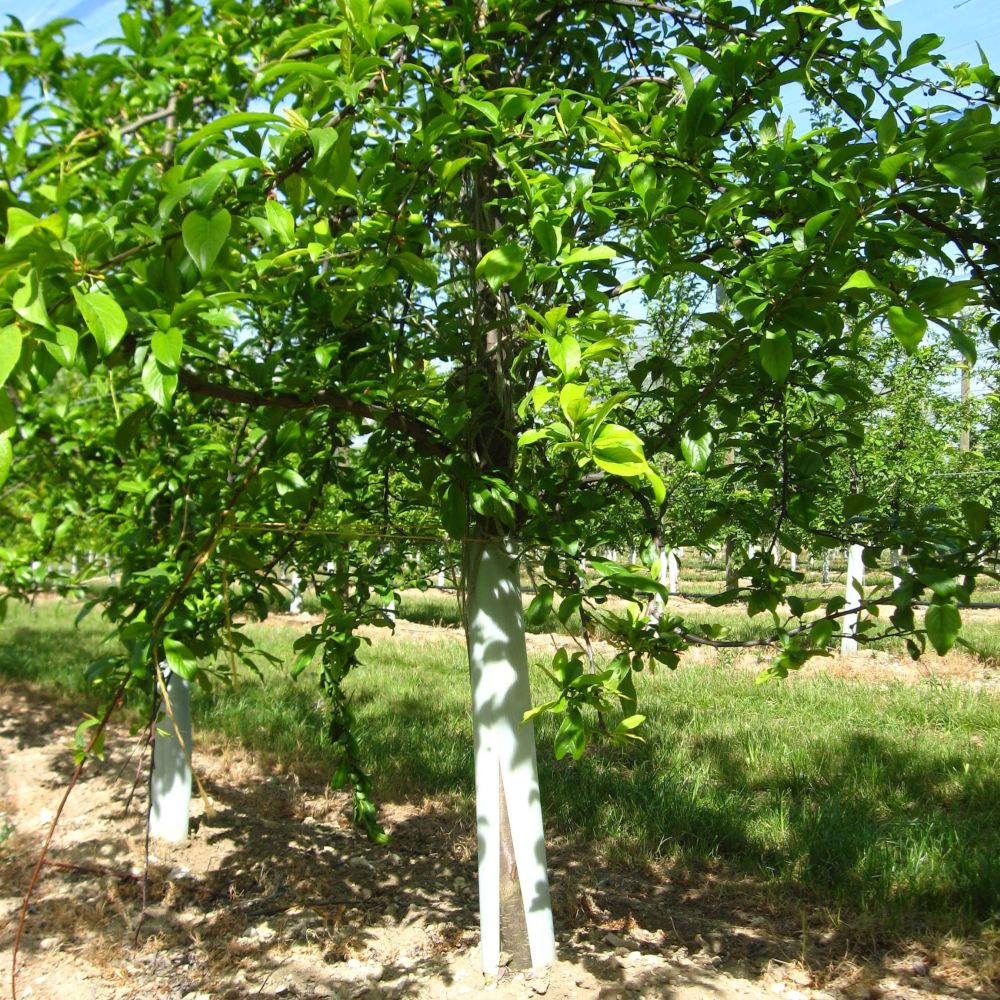 TUBEX Fruitwrap schützt Obstbaum