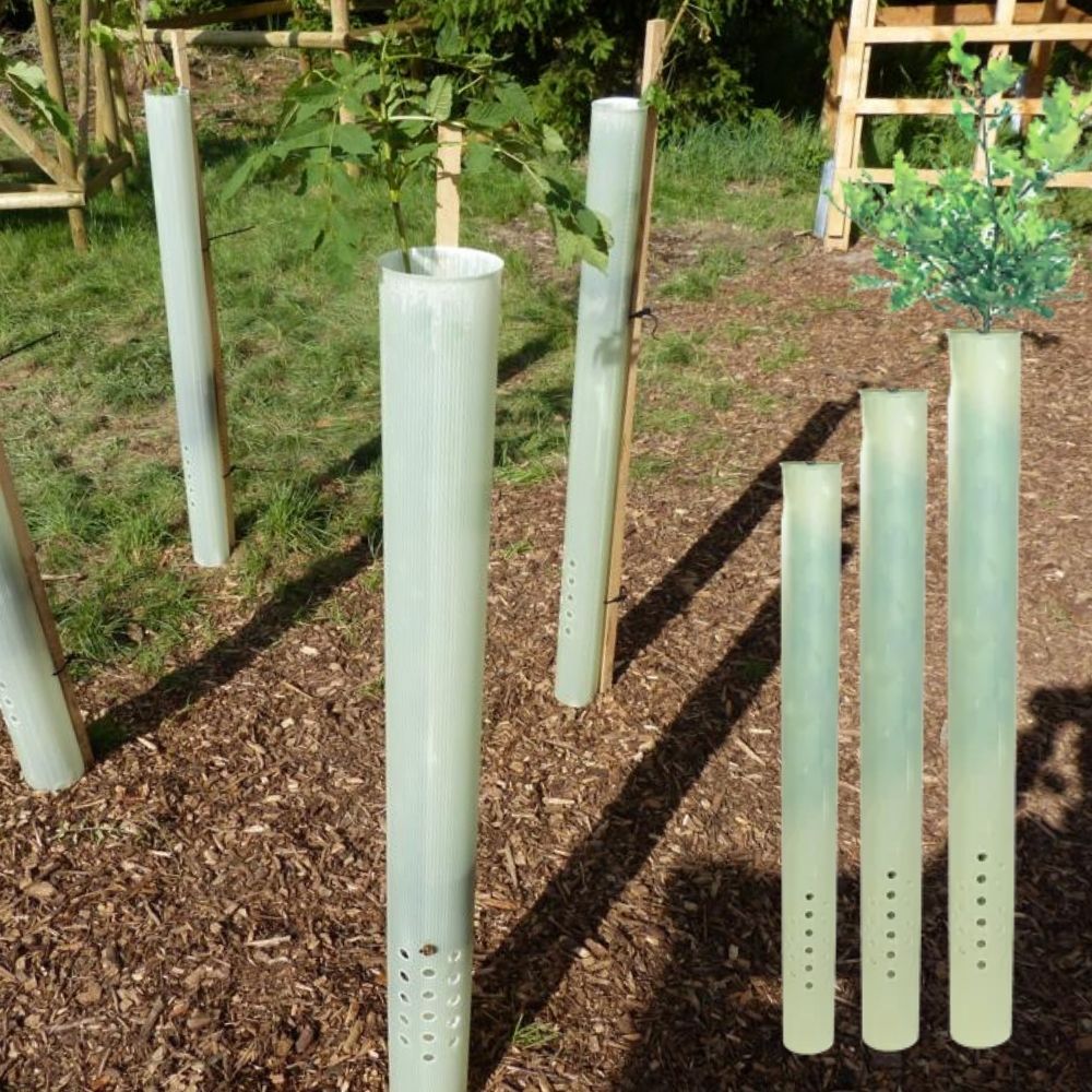 Bäumchen in Wuchshülle Tubex Ventex