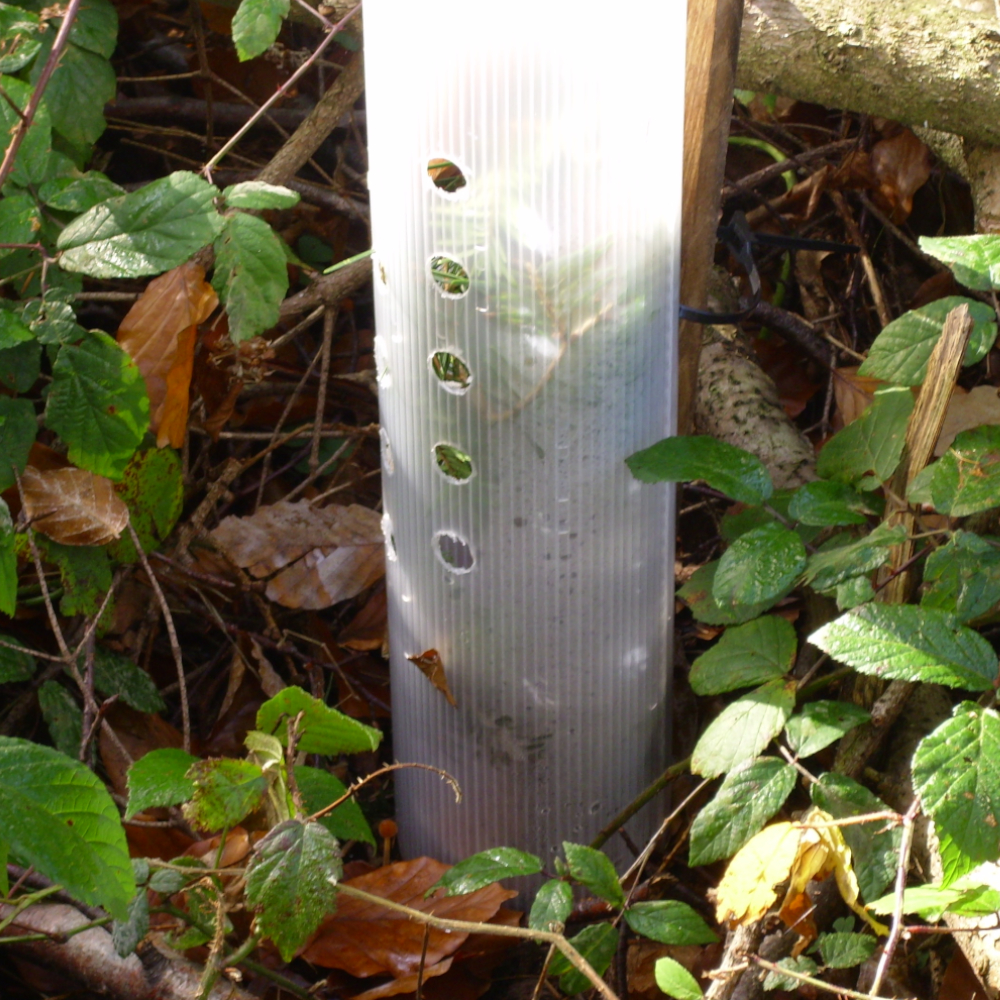 Tubex Ventex Clear Wuchshüllen Verbissschutz