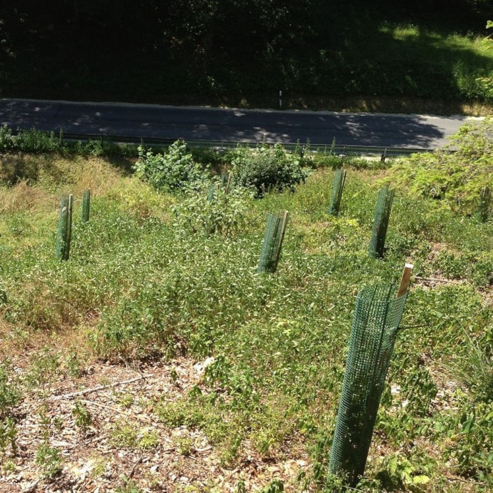 Treeguard Layflat Einsatz am Straßenrand