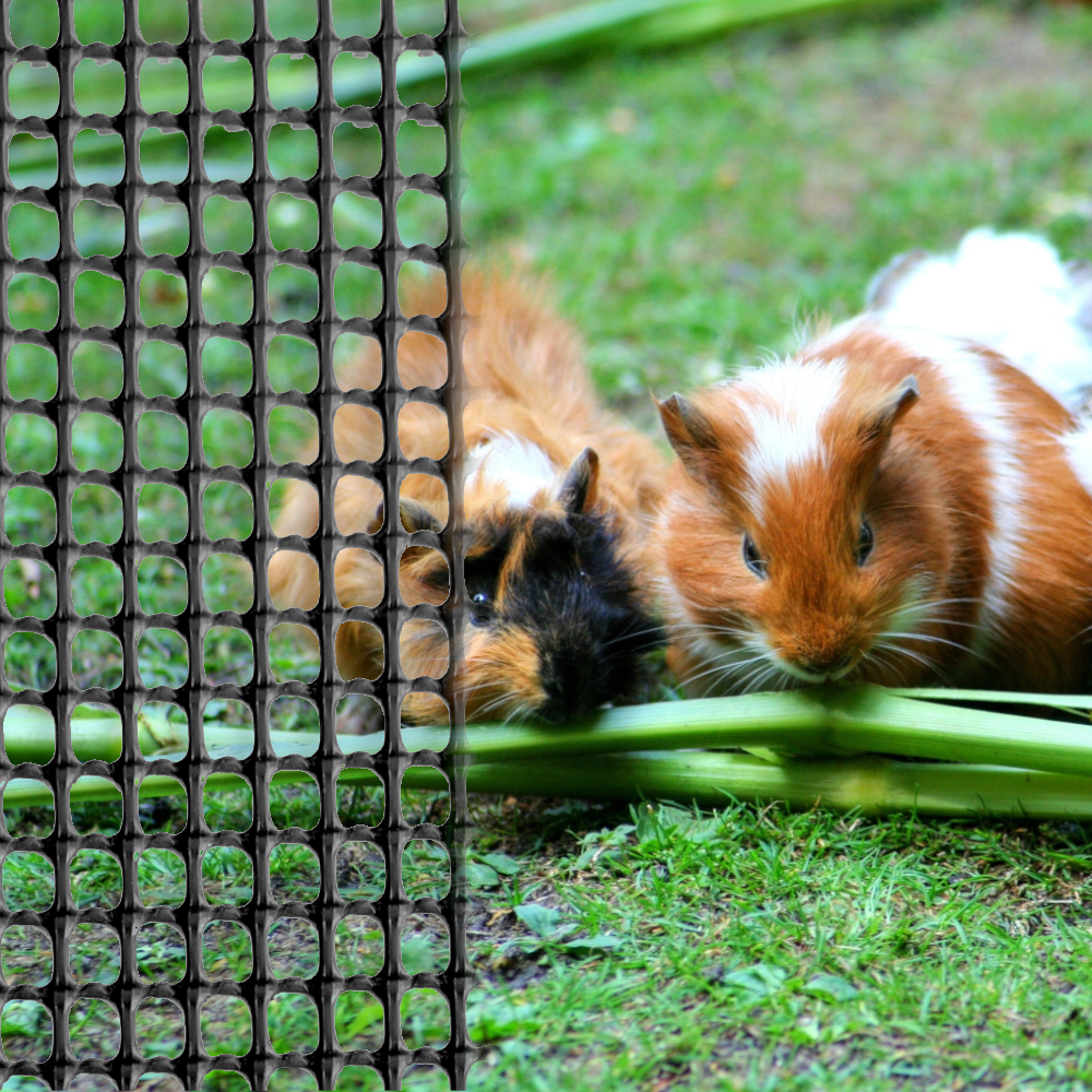 Kleintierzaun mit 5x5mm Maschengröße, 1mx10m, grün oder schwarz schwarzes Gitter vor 2 Meerschweinchen die fressen