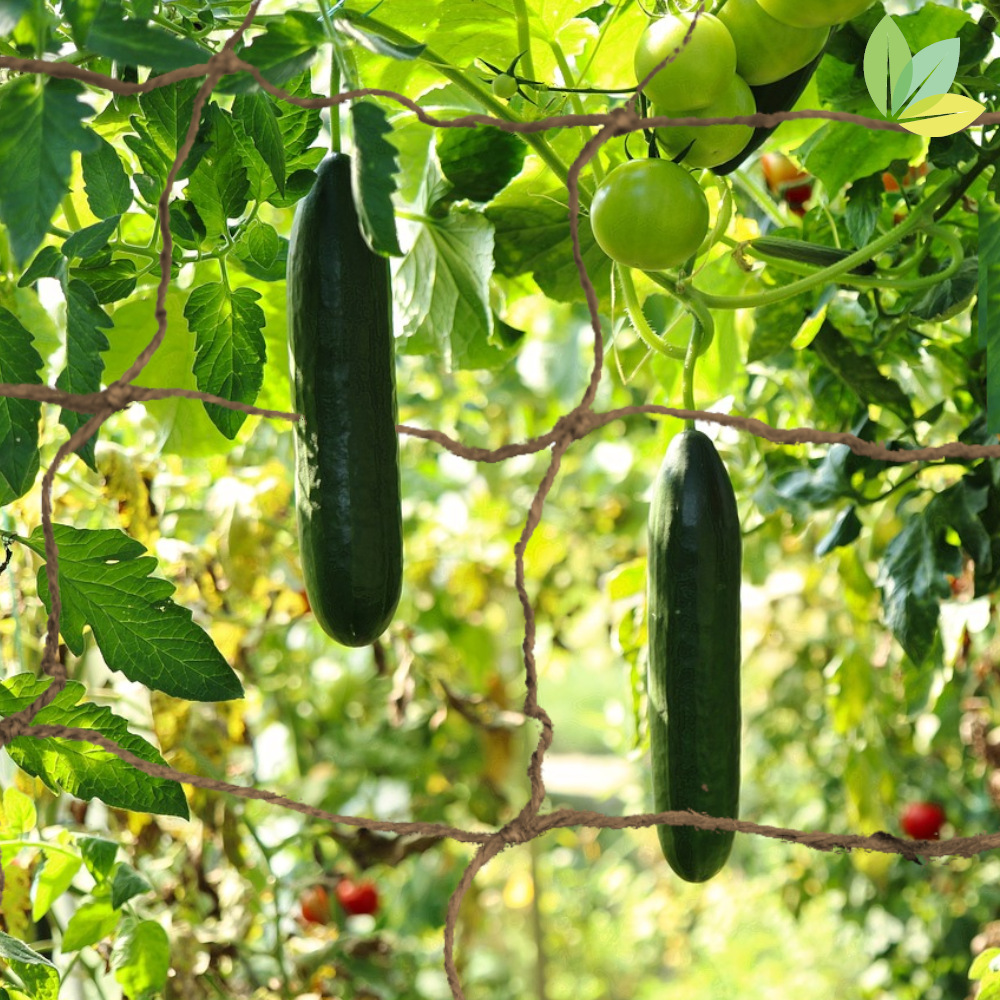 Jute-Ranknetz in der Gurken-Pflanze