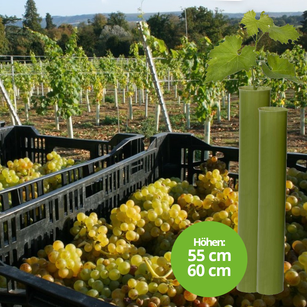 TUBEX Ecovine, kostengünstige Wuchshülle und Verbissschutz  für den Weinbau, 60cm, Ø 71-86mm, grün