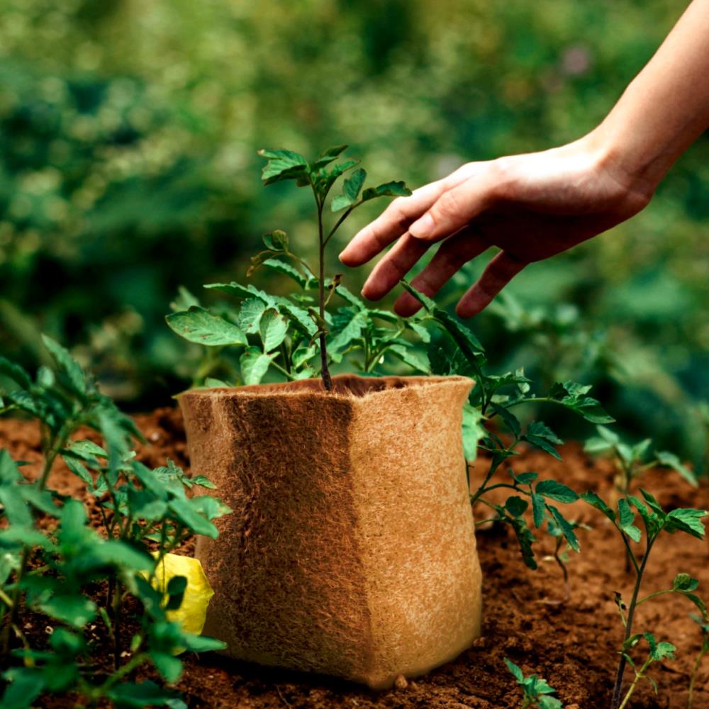 Anzuchttopf für Jungpflanzen: Direkt in Erde pflanzen
